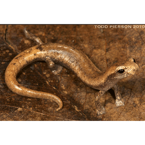  Род Грибоязычные саламандры  фото