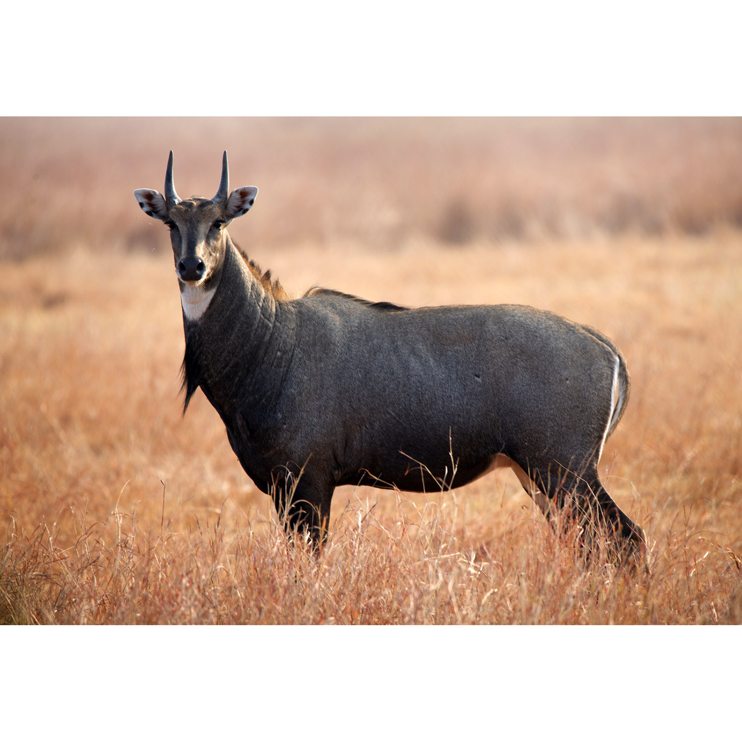 Особую группу из семейства полорогих образуют антилопы. Антилопа нильгау. Boselaphus tragocamelus. Индийские антилопы нильгау.