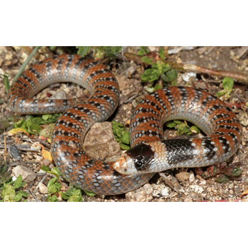  Род Короткие змеи / Брахиофисы  фото
