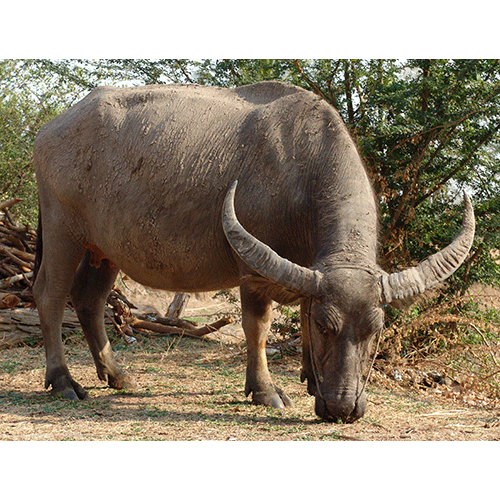 Род Азиатские буйволы фото