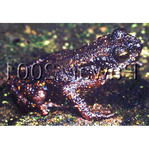  Род Скальные жабы  фото