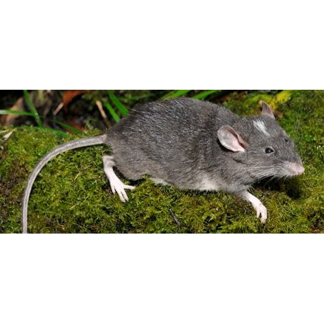 Род Сулавесские горные крысы  фото