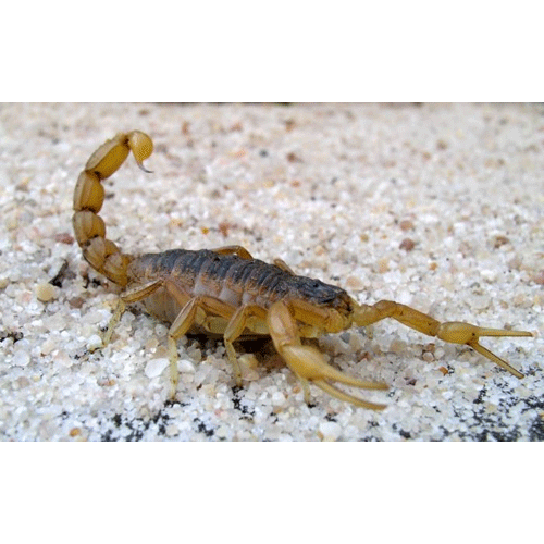 Семейство Толстохвостые / Бутидовые скорпионы фото