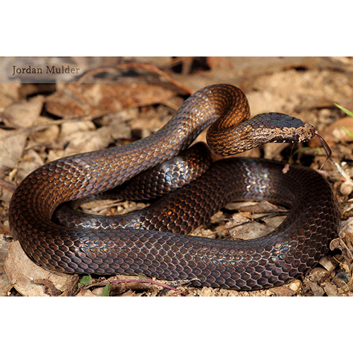  Род Австралийские венценосные змеи  фото