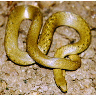  Род Тростниковозубые змеи  фото