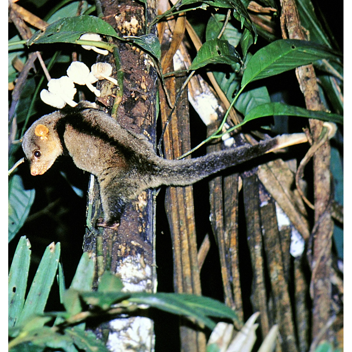 Полосатый густошёрстный опоссум (Caluromysiops irrupta) Фото №2