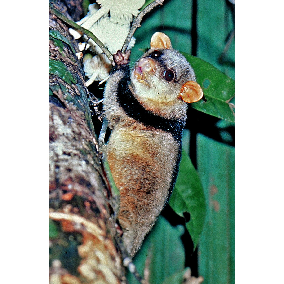 Полосатый густошёрстный опоссум (Caluromysiops irrupta) Фото №4