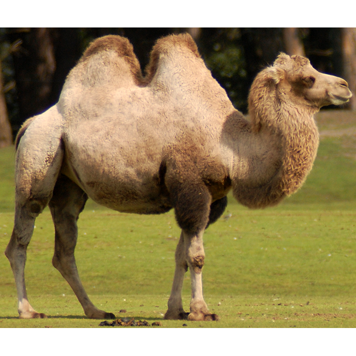 Верблюды (Camelus) | LifeCatalog