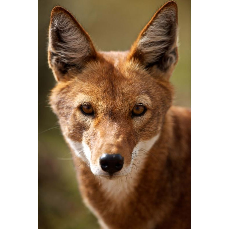 Very fox. Эфиопский Шакал (canis simensis). Эфиопский Гривистый волк. Canis simensis. Гривистый волк и Шакал.