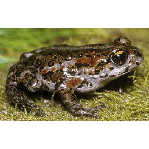  Род Капские жабы  фото