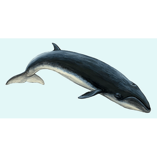 Род Карликовые киты  фото
