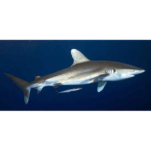  Род Серые акулы  фото