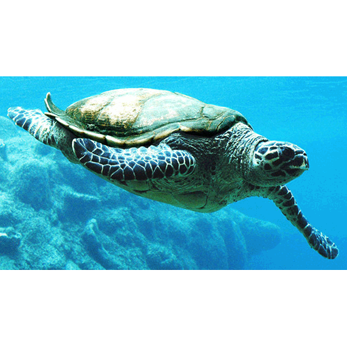  Род Головастые морские черепахи / Логгерхеды  фото