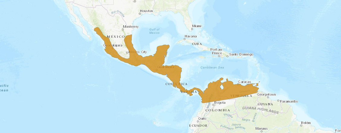 Складчатомордый листонос (Centurio senex) Ареал обитания на карте