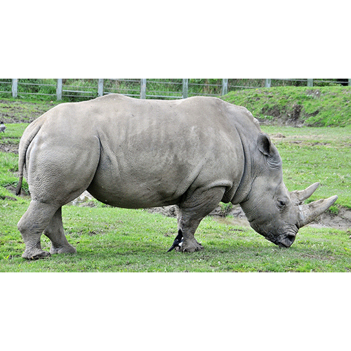 Род Белые носороги  фото