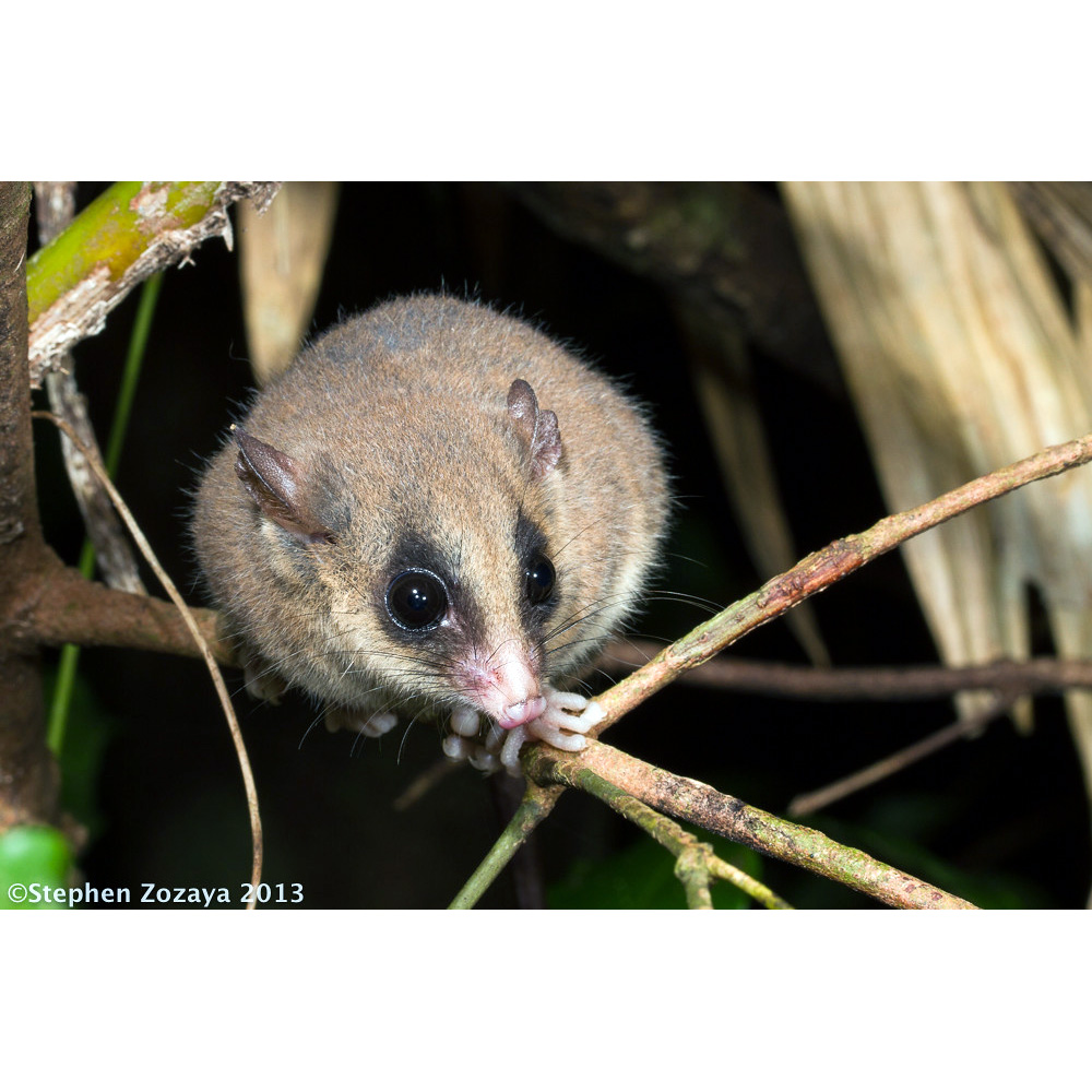 Длиннохвостый поссум (Cercartetus caudatus) Фото №5