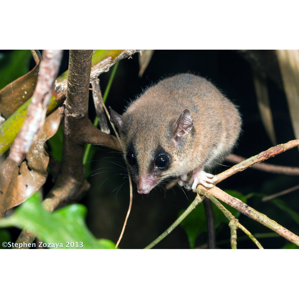 Длиннохвостый поссум (Cercartetus caudatus) Фото №6