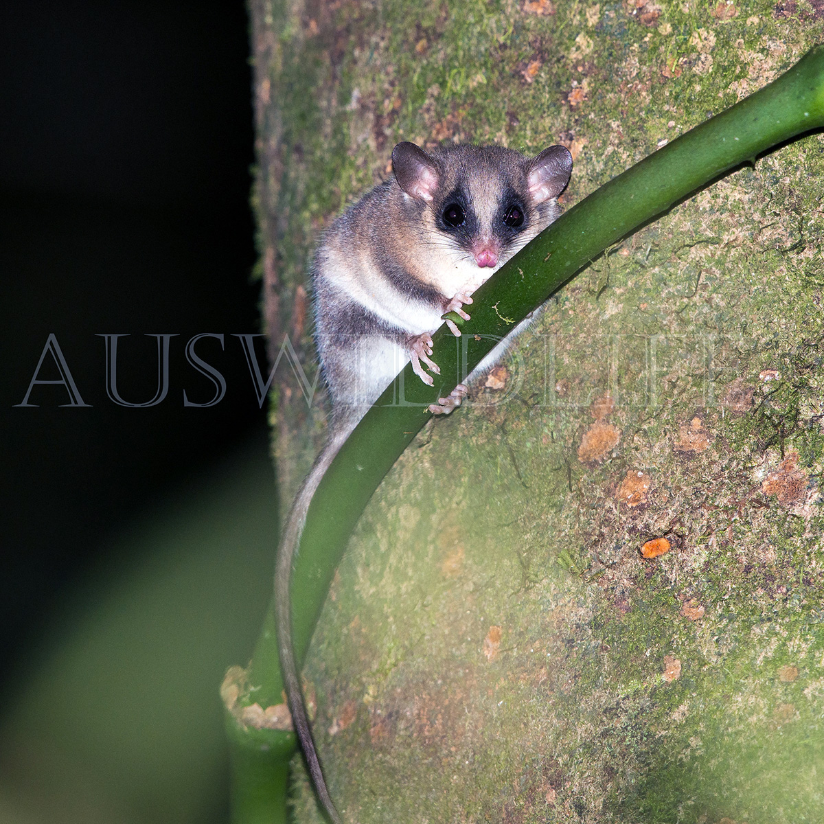 Длиннохвостый поссум (Cercartetus caudatus) Фото №7