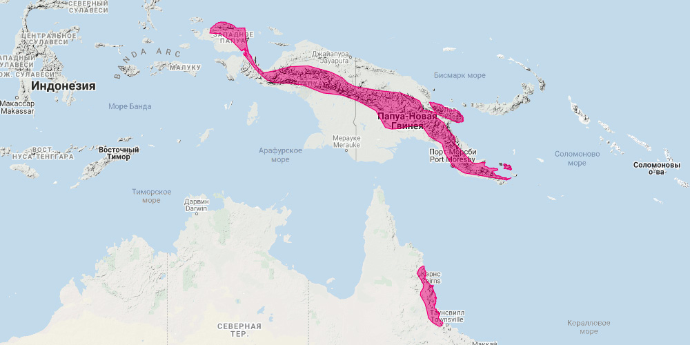 Длиннохвостый поссум (Cercartetus caudatus) Ареал обитания на карте