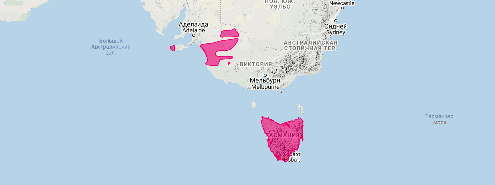 Тасманийский поссум (Cercartetus lepidus) Ареал обитания на карте
