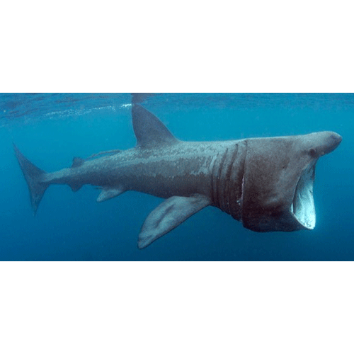 Семейство Гигантские акулы  фото