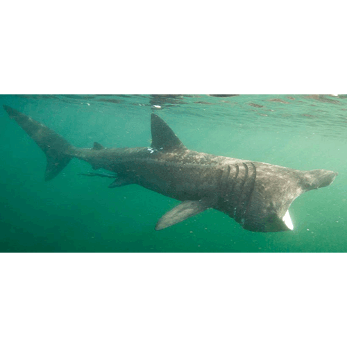  Род Гигантские акулы  фото