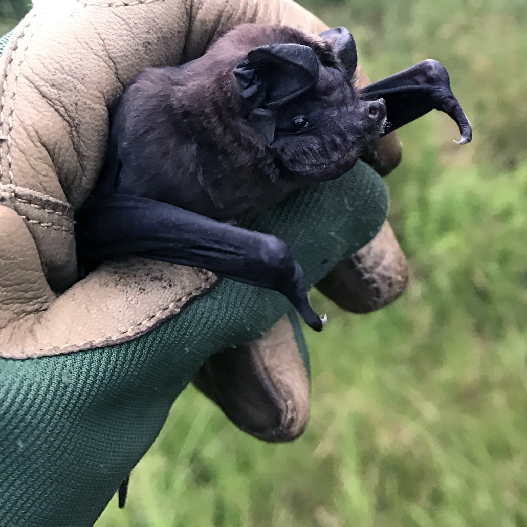 Fijian Mastiff Bat (Chaerephon bregullae) Фото №1