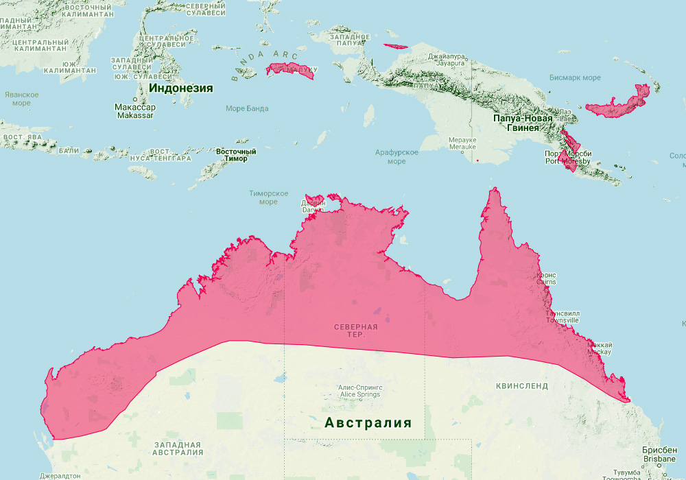 Северный малый складчатогуб (Chaerephon jobensis) Ареал обитания на карте