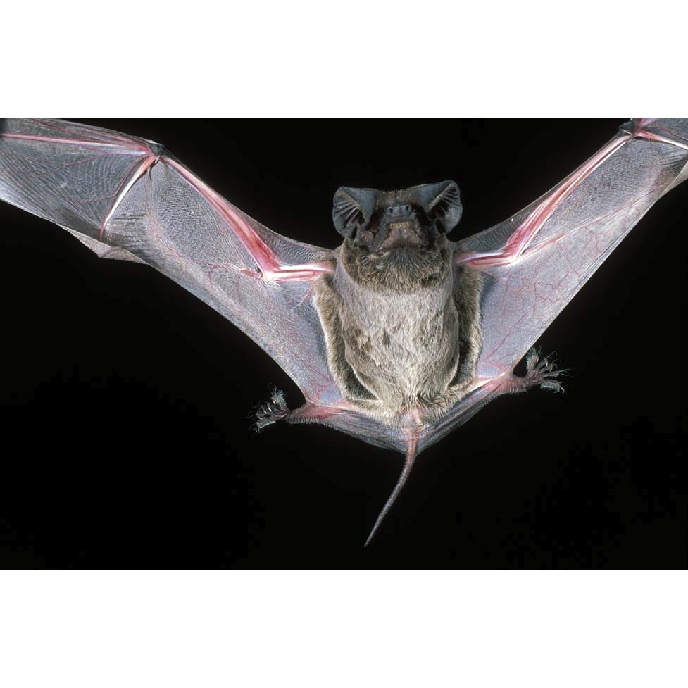 Black And Red Free-Tailed Bat (Chaerephon jobimena) Фото №1