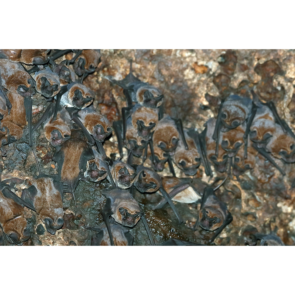 Азиатский малый складчатогуб (Chaerephon plicatus) Фото №5
