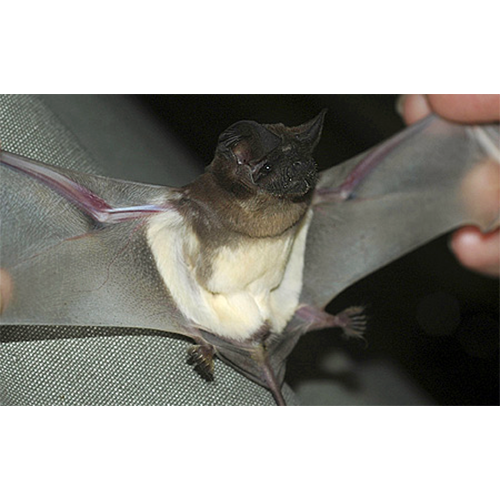 Sao Tome Free-Tailed Bat (Chaerephon tomensis) Фото №1