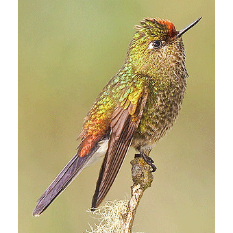 Род Блестящехвостые колибри  фото