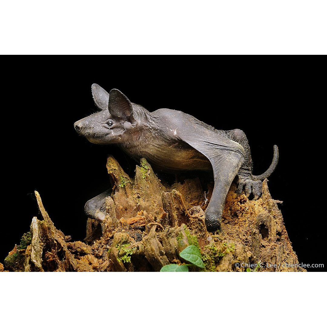 Голокожая летучая мышь (Cheiromeles torquatus) Фото №6