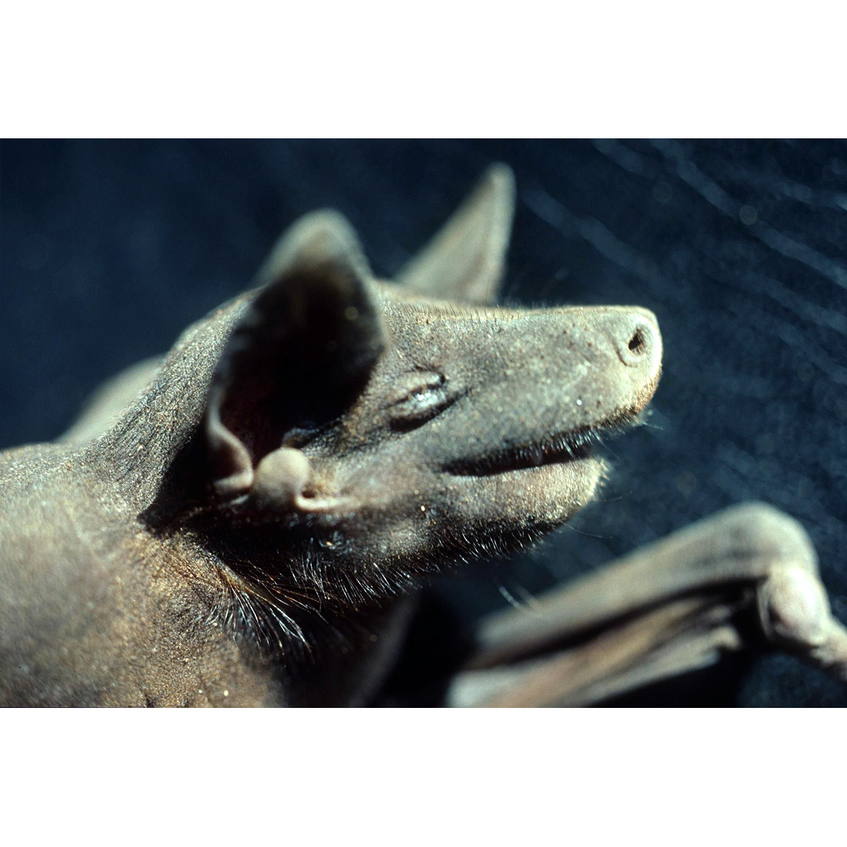 Голокожая летучая мышь (Cheiromeles torquatus) Фото №9