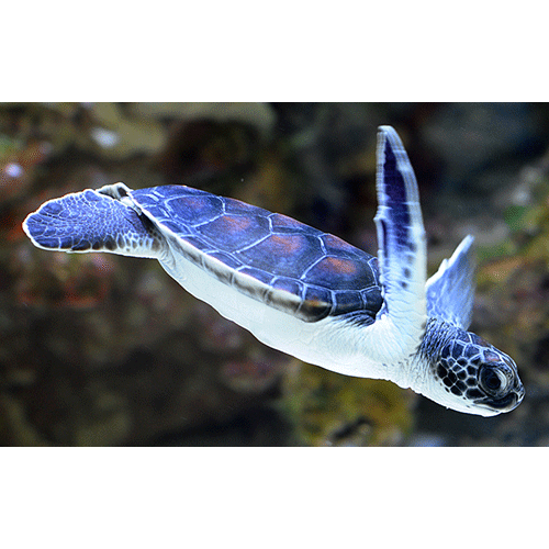 Семейство Морские черепахи  фото