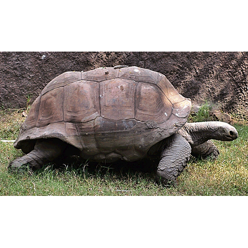  Род Американские сухопутные черепахи  фото