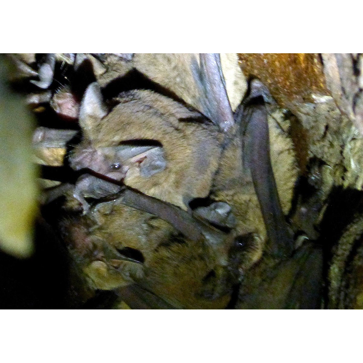 Ямайский воронкоух (Chilonatalus micropus) Фото №6