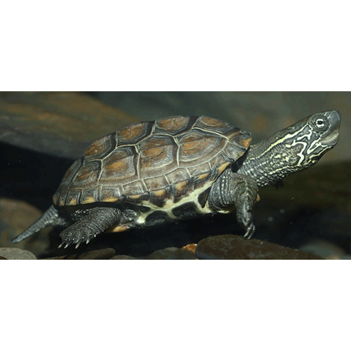 Род Китайские черепахи  фото