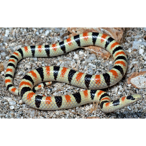  Род Лопатоносые песчаные змеи  фото