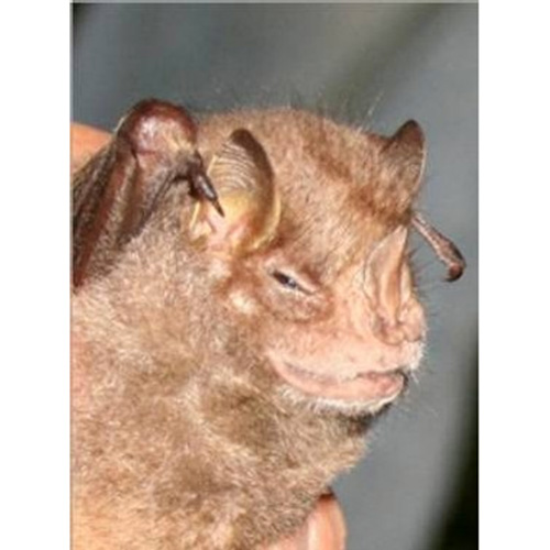 Гуаделупский листонос (Chiroderma improvisum) Фото №3