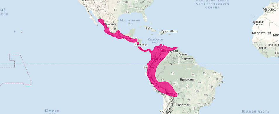 Листонос Сальвина (Chiroderma salvini) Ареал обитания на карте