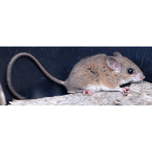Род Соневидные мыши  фото