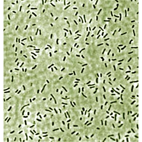 Тип Зеленые одноклеточные бактерии фото