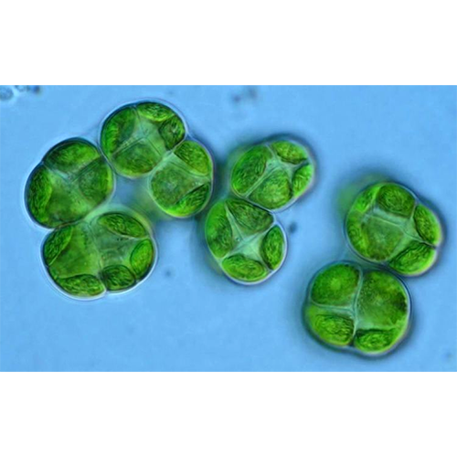 Класс Chlorokybophyceae водоросли фото
