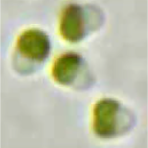 Класс Chloropicophyceae фото