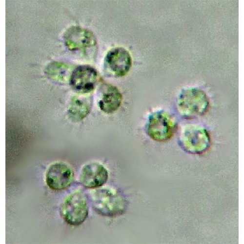 Класс Choanoflagellatea фото
