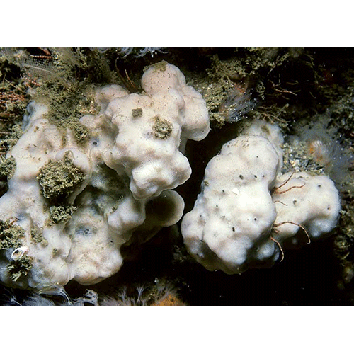 Семейство Chondrillidae  фото