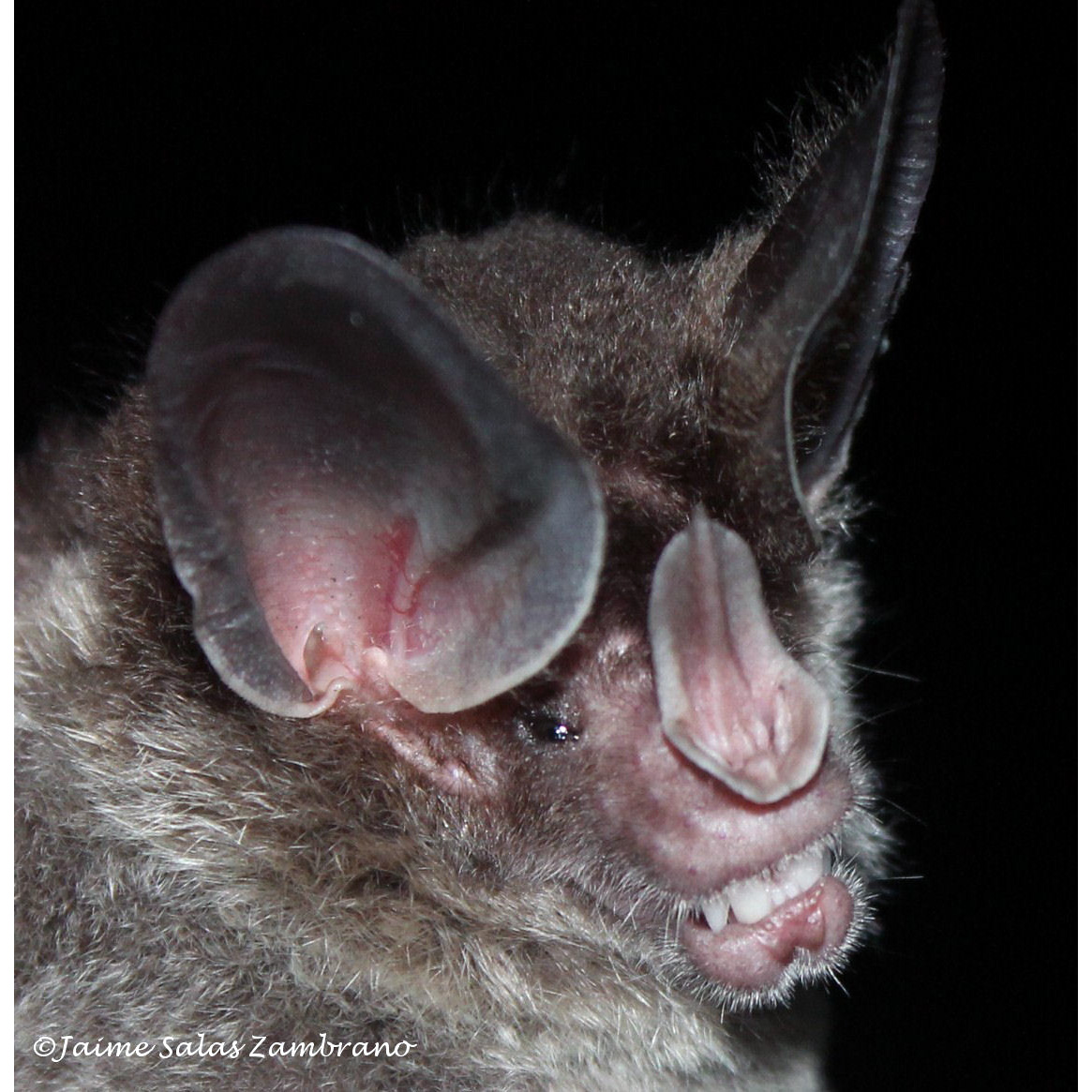 Австралийский ложный вампир. Chrotopterus auritus. Длинноволосый ложный вампир. Ложный вампир летучая мышь. Желтокрылый ложный вампир.
