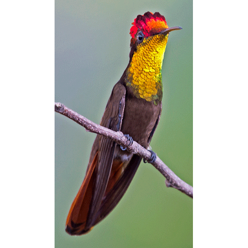 Род Рубиновые колибри  фото