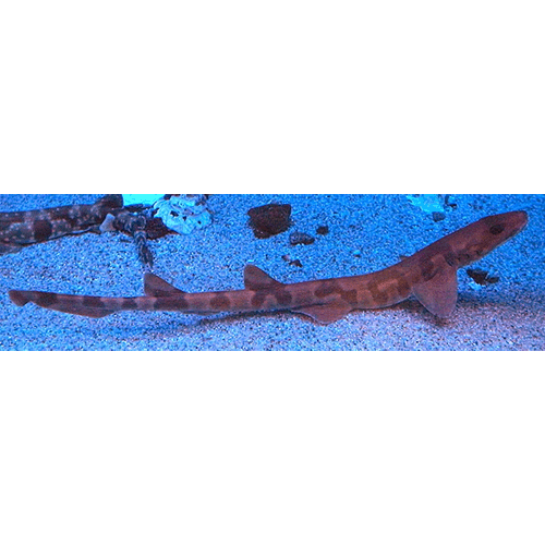  Род Шарфовые акулы  фото